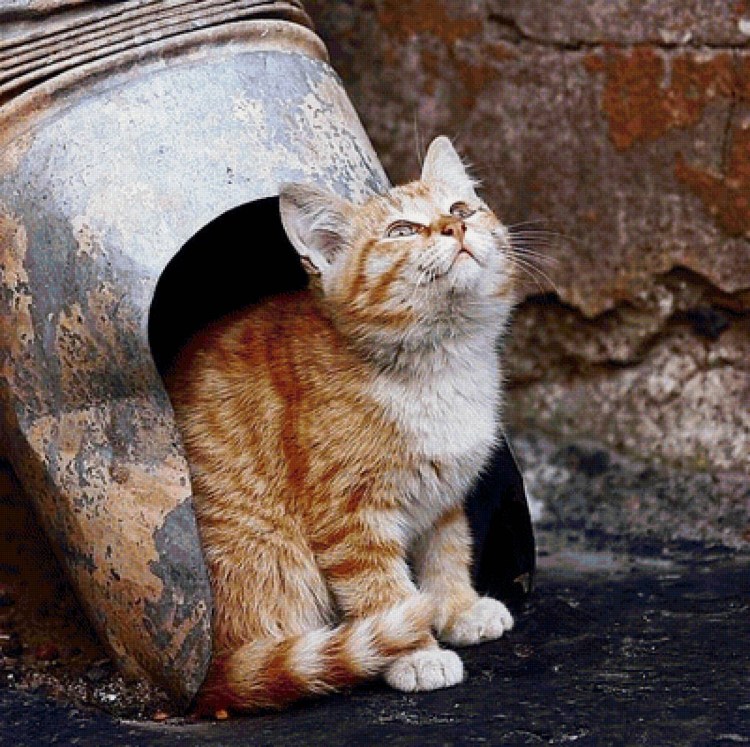 Коту стыдно