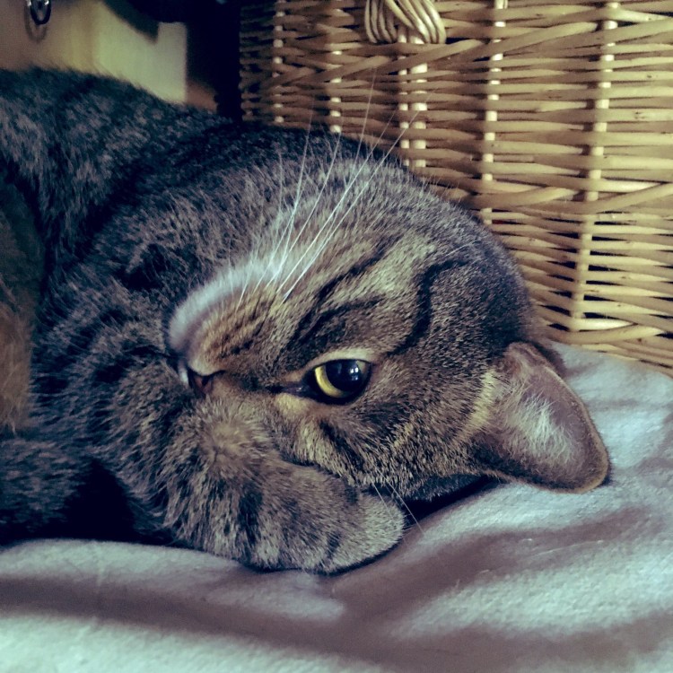 Грустный кот