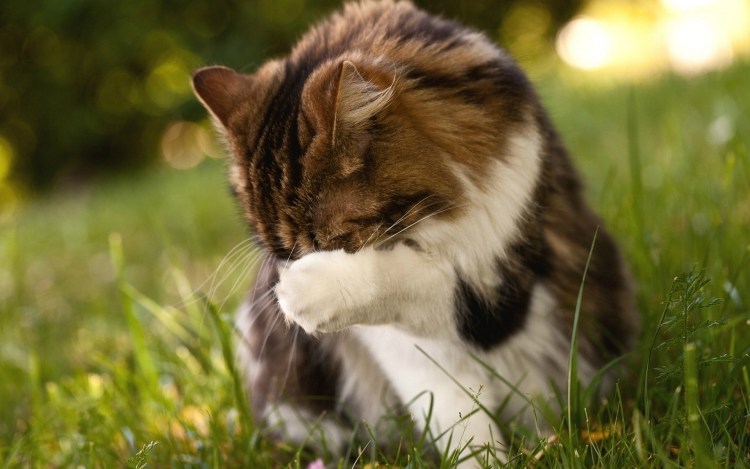 Кошка умывается лапой