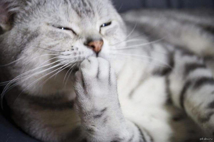 Стеснительная кошечка