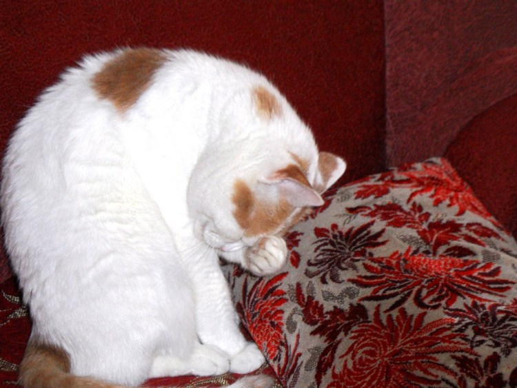 Кот уткнулся в стену