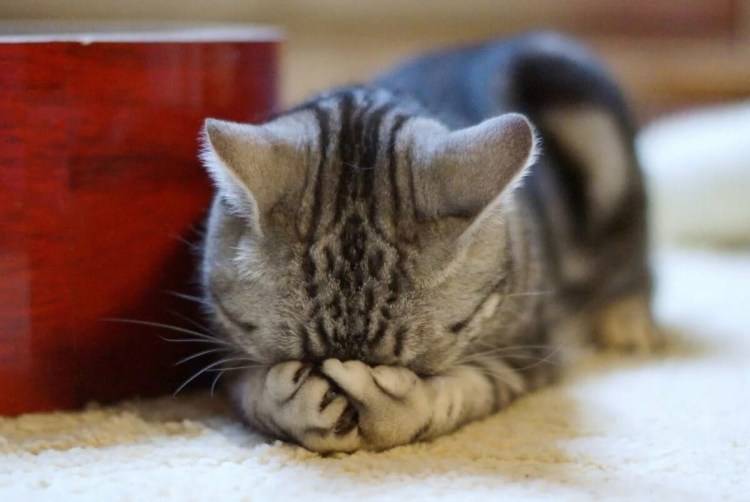 Котенок смущается