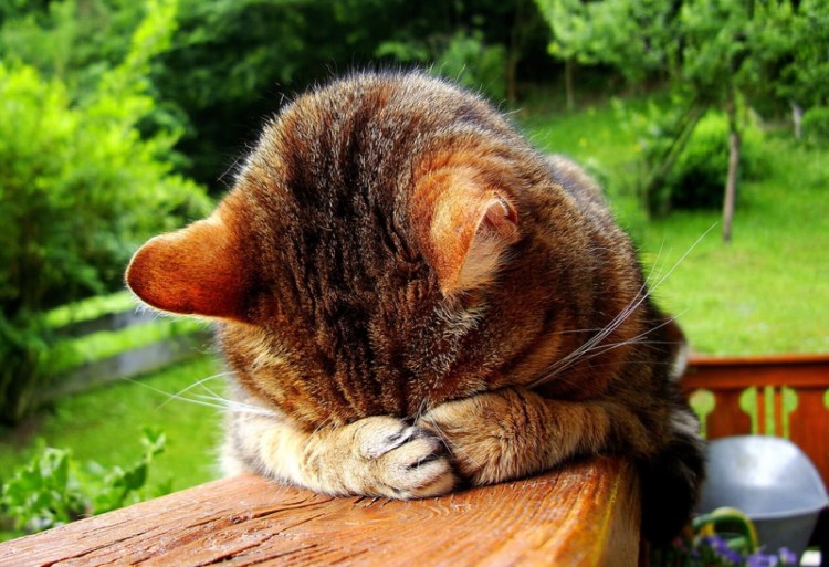 Стеснительный котик