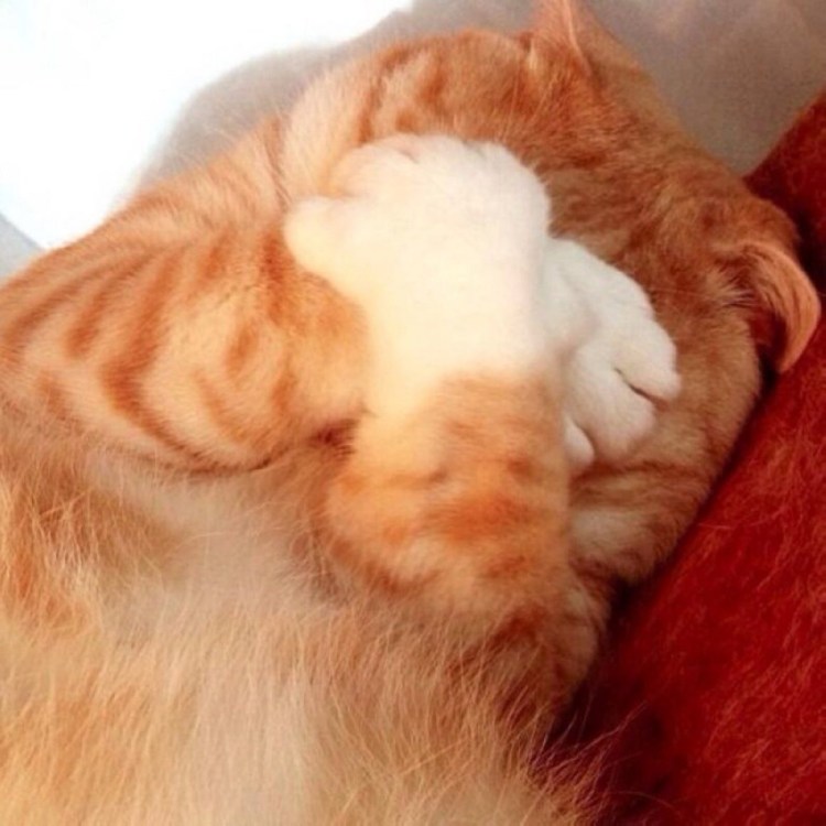 Котик стесняется