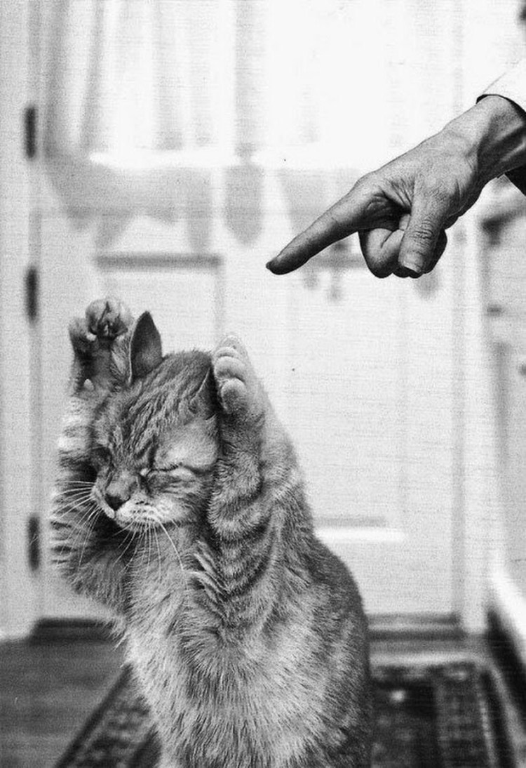 Кот виноватый вид