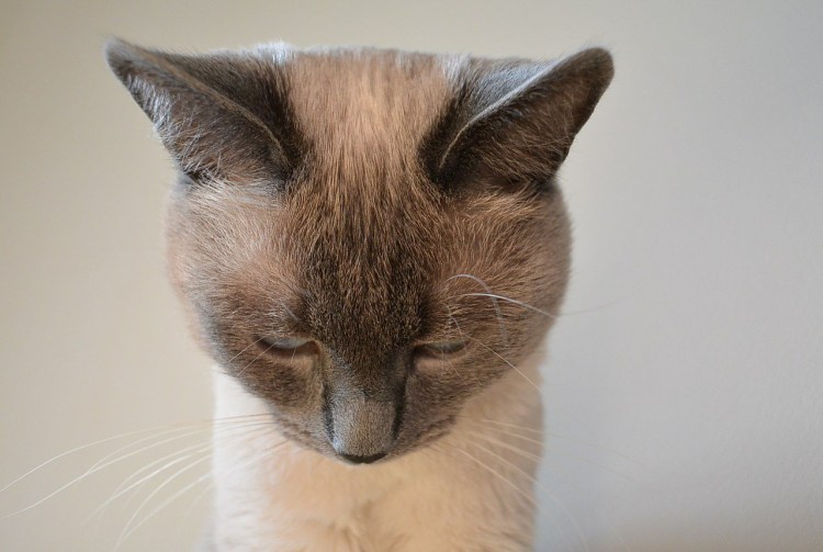 Коту стыдно