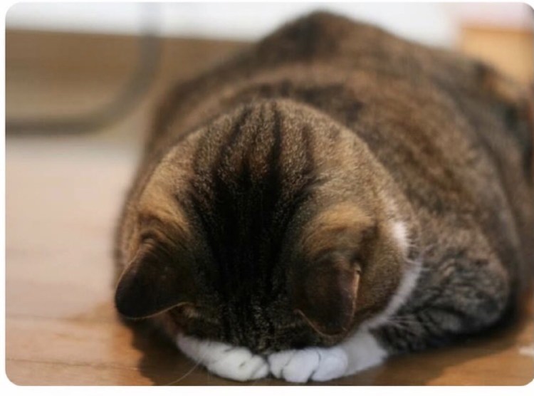 Кот обиделся