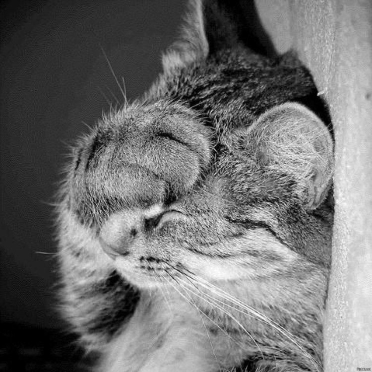 Кошка закрывает лапой морду