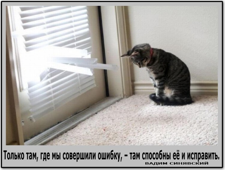 Кот разочарован