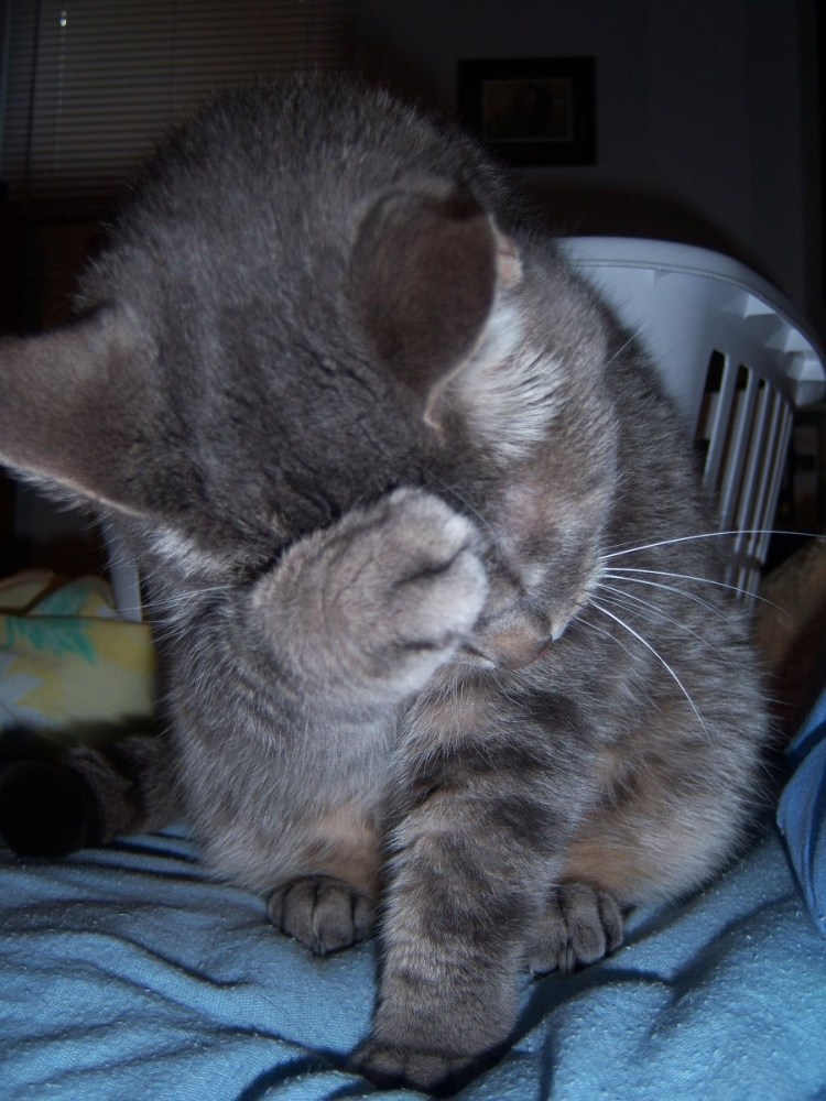 Расстроенный кот