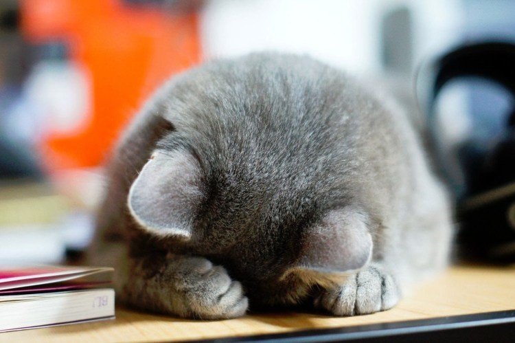 Стеснительная кошечка