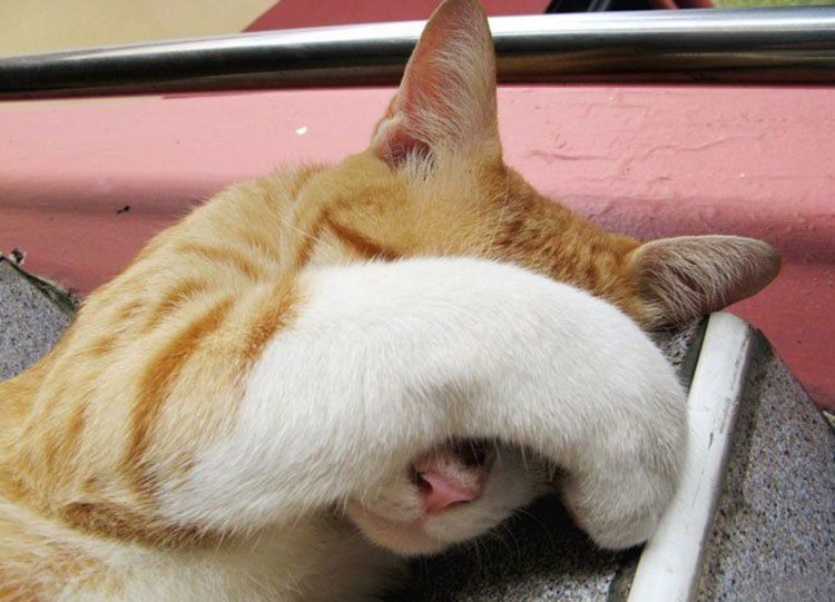 Смущенный кот