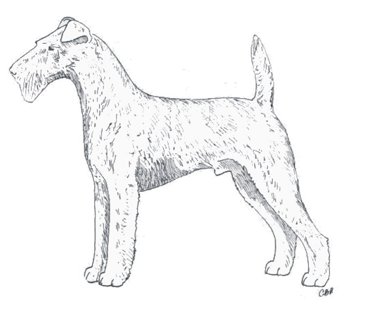 Раскраска Фокстерьер