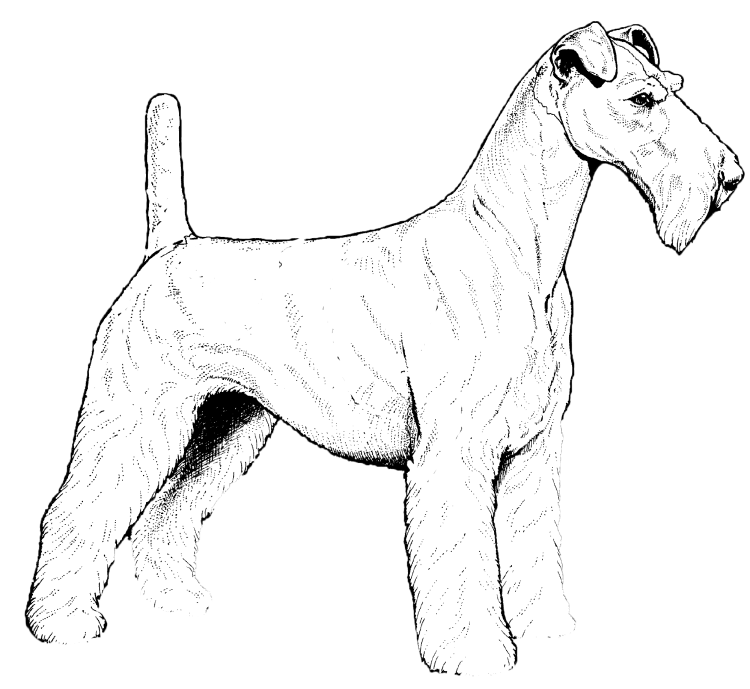 Цвергшнауцер вектор