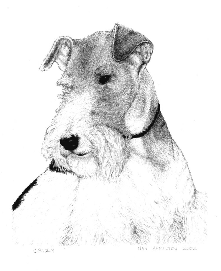 Эрдельтерьер карандашом