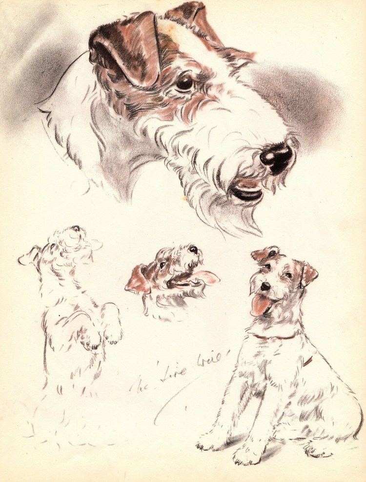 Фокстерьер гладкошерстный рисунок