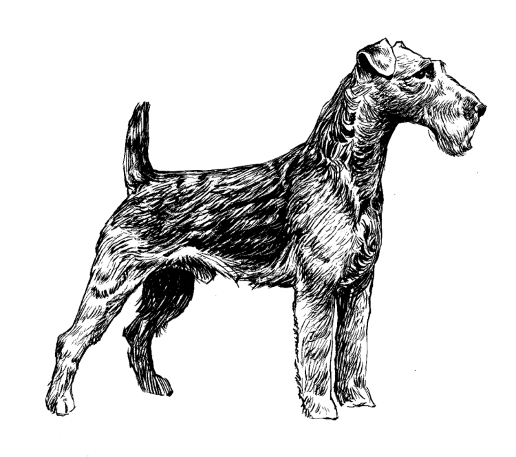 Эрдельтерьер вектор