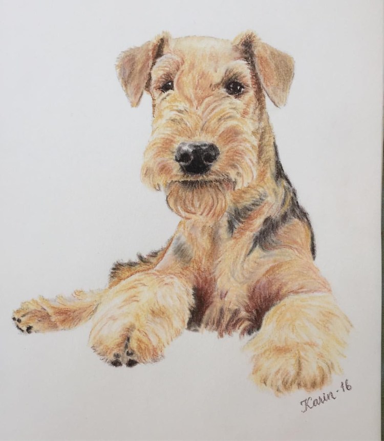 Жесткошерстный Фокстерьер раскраска