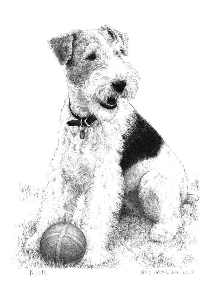 Фокстерьер жесткошерстный портрет