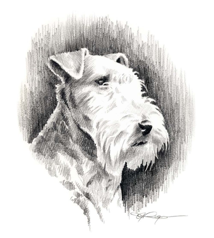 Фокстерьер жесткошерстный рисунок