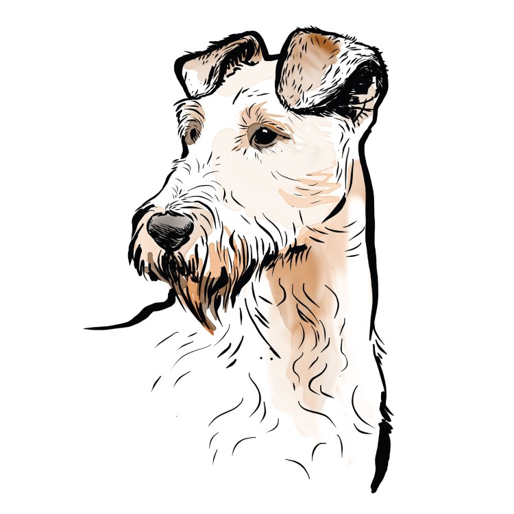 Фокстерьер жесткошерстный портрет