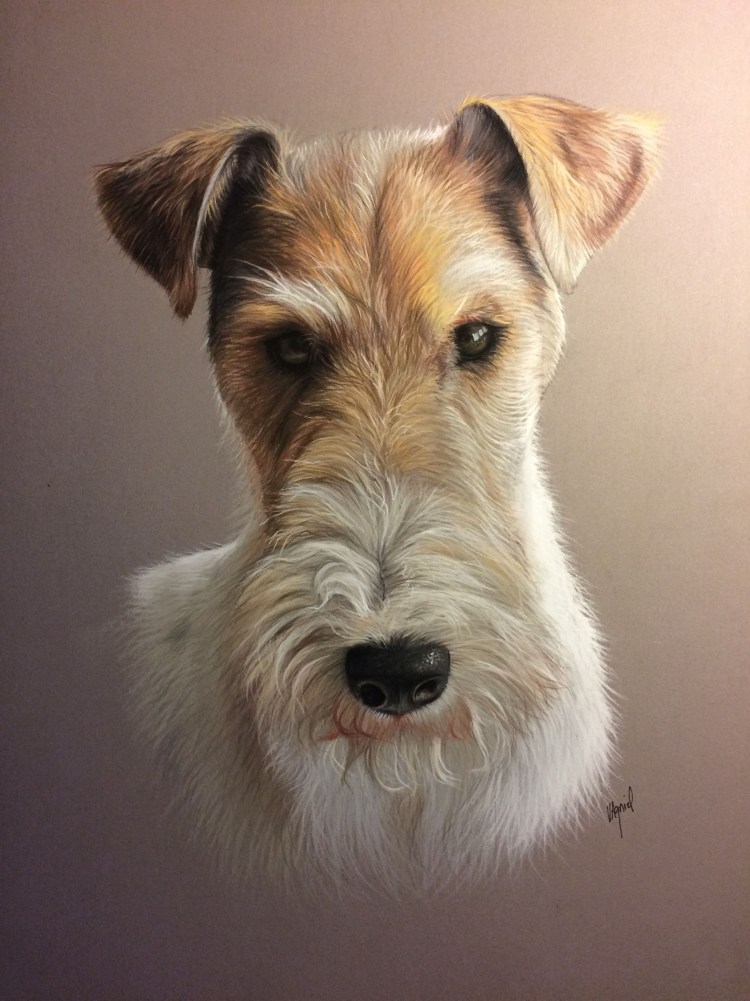 Вельштерьер картина