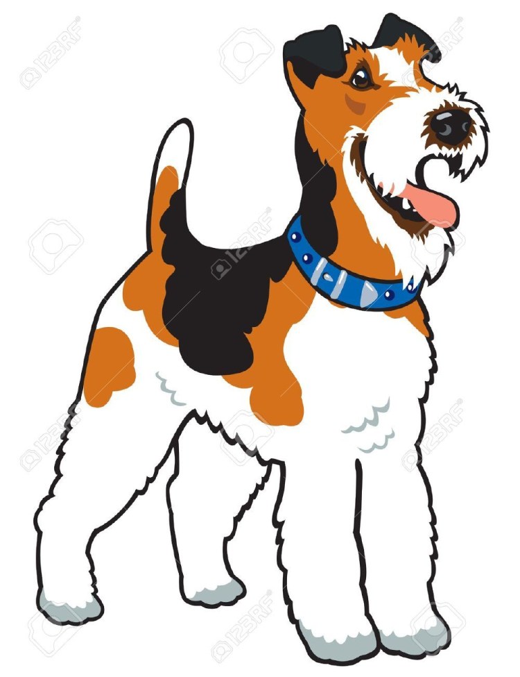 Жесткошерстный Фокстерьер раскраска