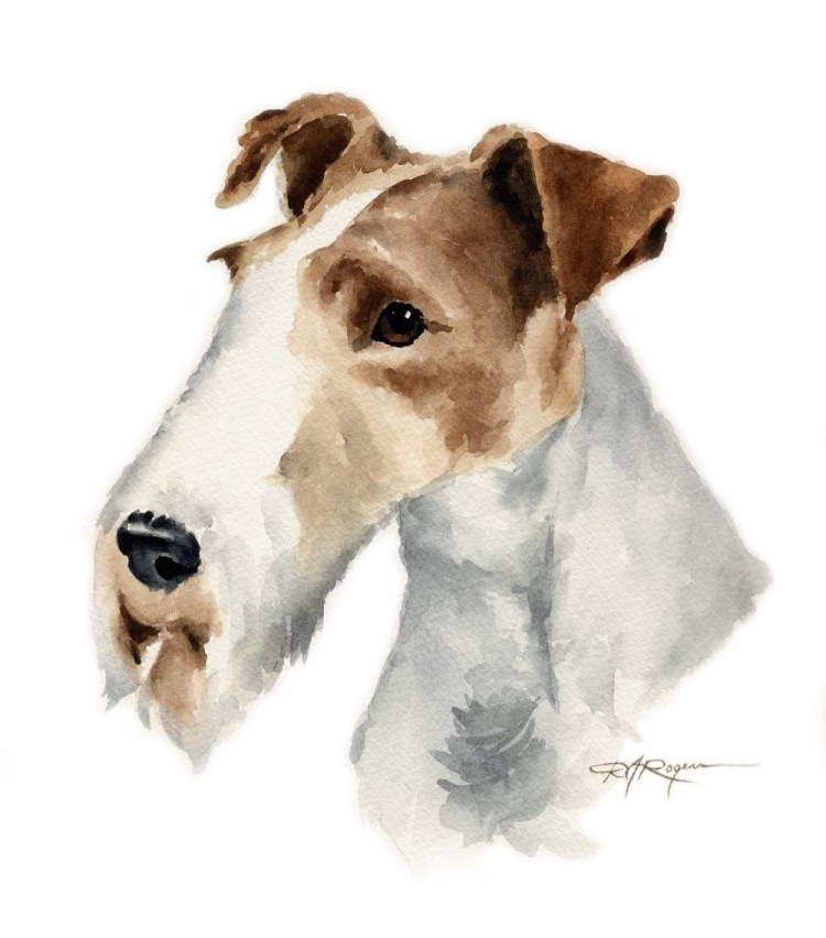 Морда фокстерьера жесткошерстного