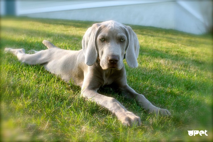 Серая собака с треугольными ушами