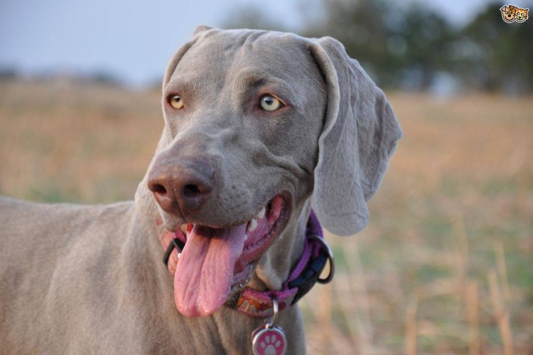 Веймаранер легавая