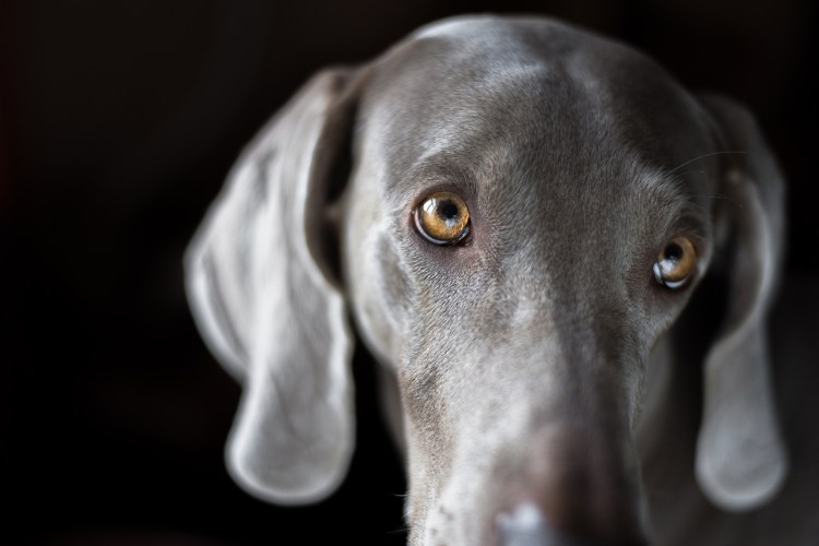 Порода вермайнер