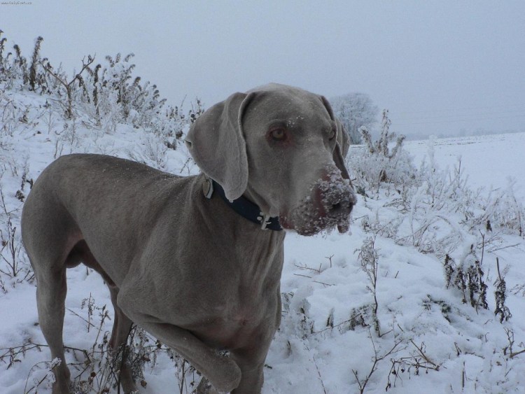 Дмитровская легавая
