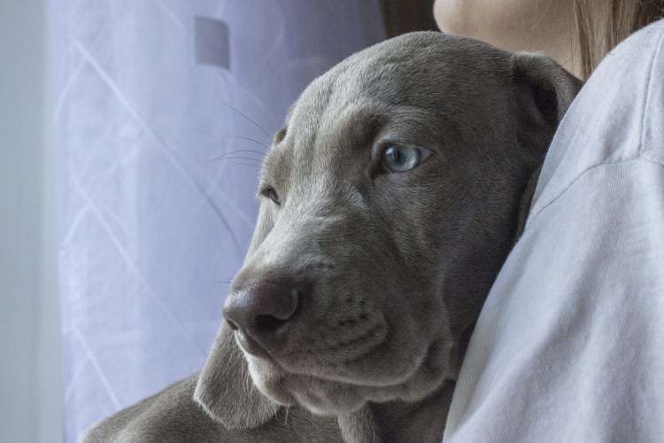 Веймаранер Джина