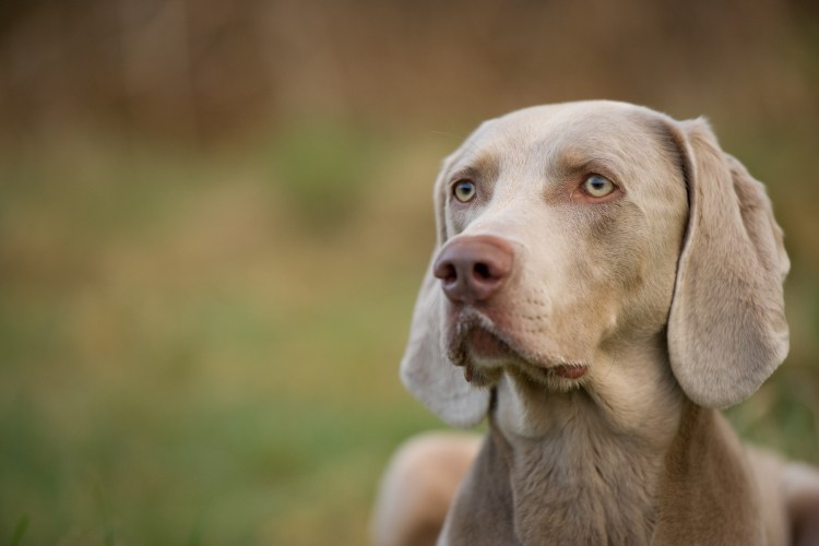 Веймаранер характер