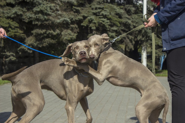 Порода собак Вайнерман фото