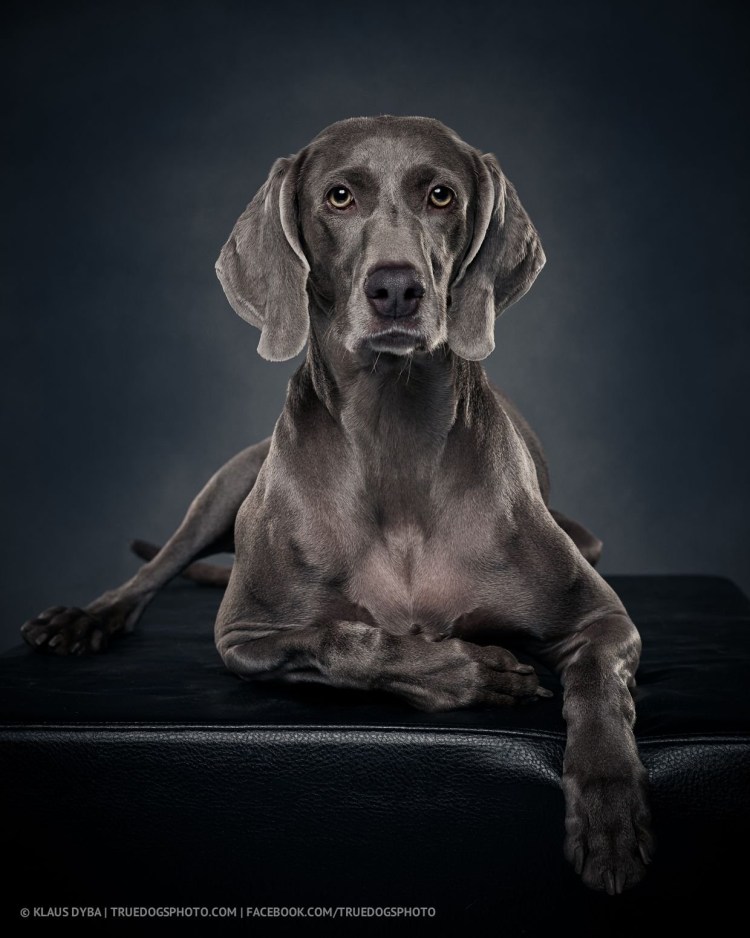 Веймаранер (Веймарская легавая)