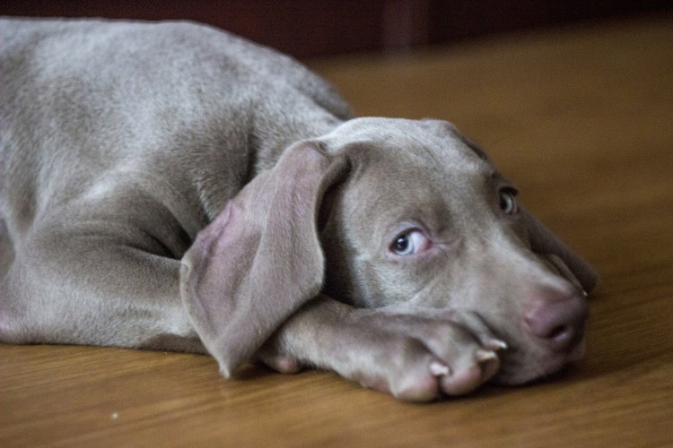 Веймаранер серебряный