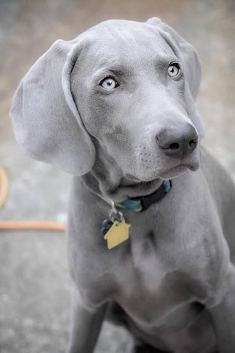 Веймаранер шоколадный