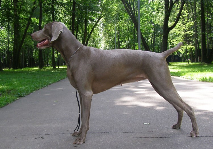Гончая Веймаранер голубая