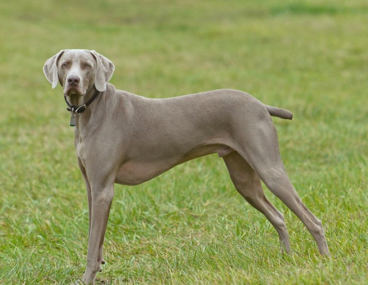 Гончая Веймаранер голубая