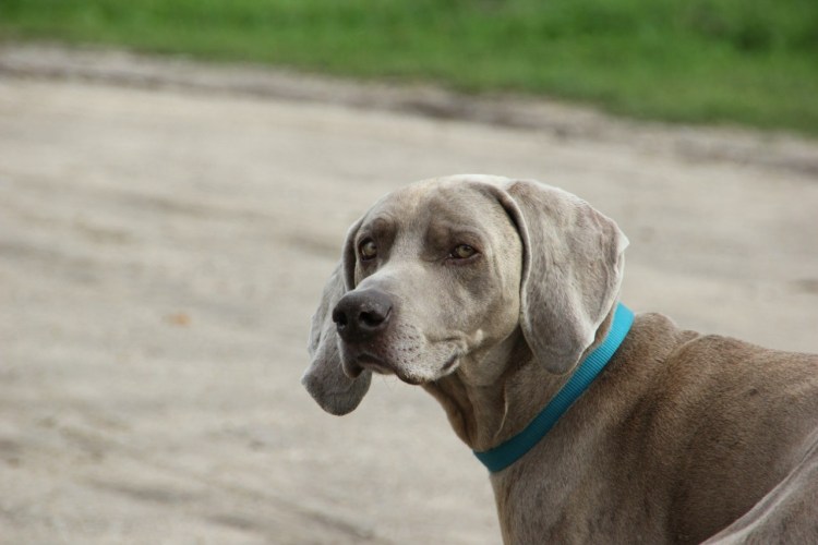 Гончая Веймаранер