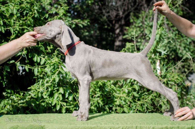 Гончая Веймаранер