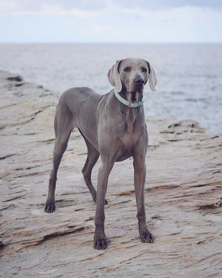 Веймаранер Сенбернар