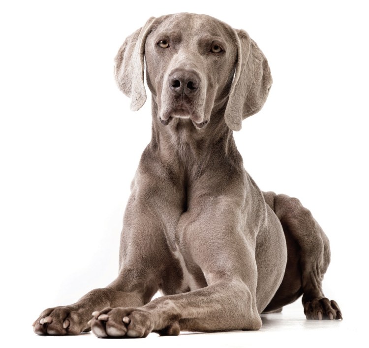 Веймаранер девочка