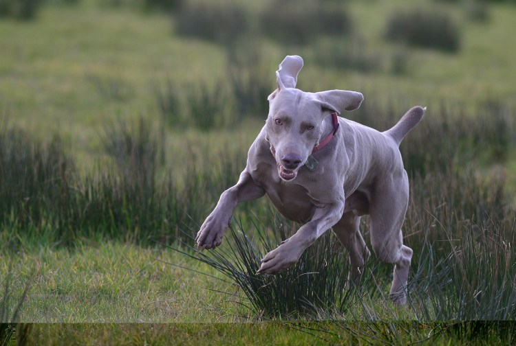 Гончая Веймаранер