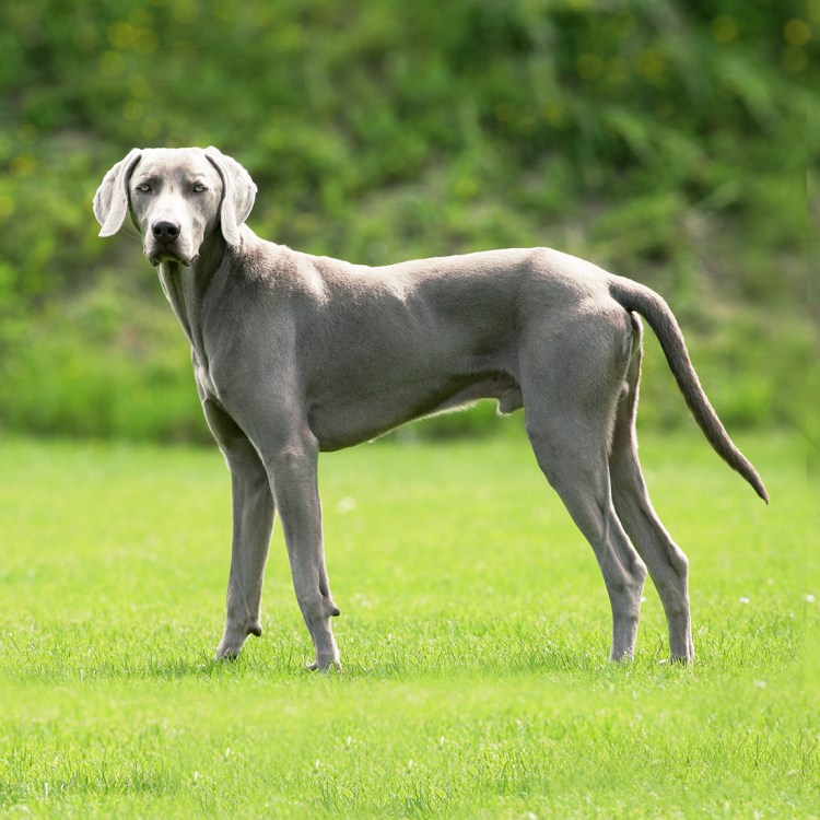 Веймаранер легавая