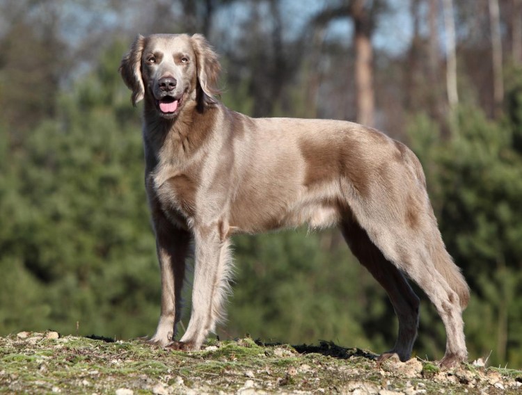 Немецкая легавая Веймаранер