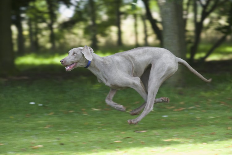 Веймаранер легавая