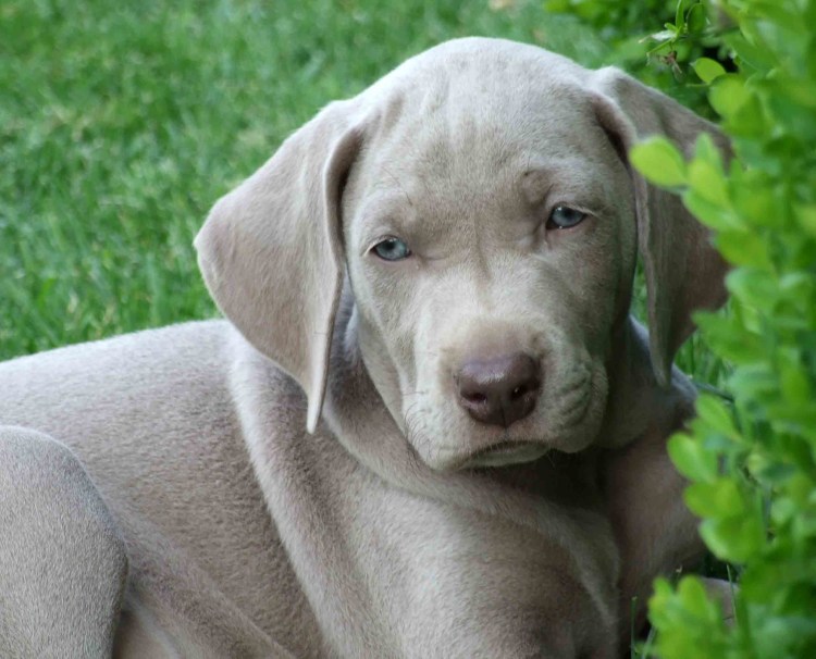 Гончая Веймаранер