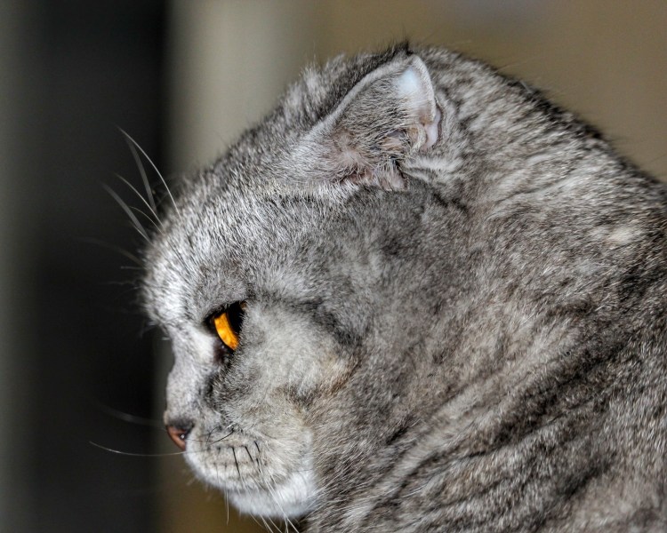 Украинский левкой рыжий